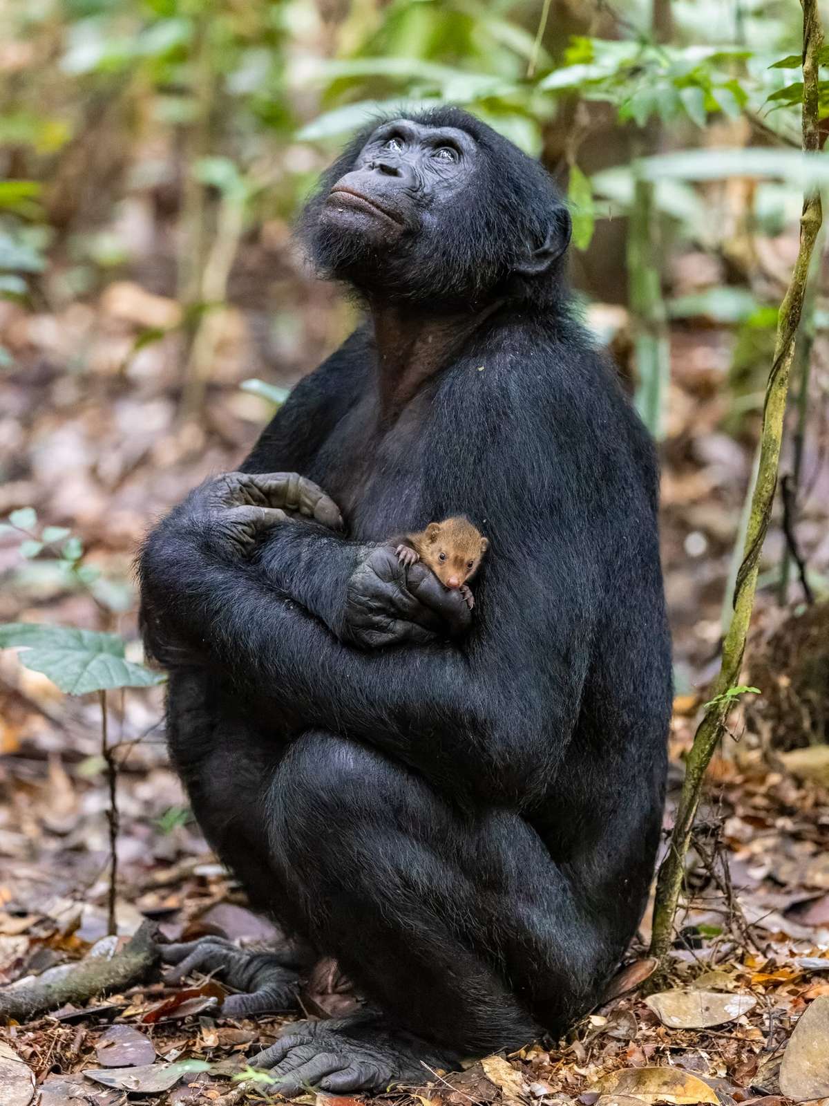 A intrigante imagem de macaco com mangusto no colo que concorre a