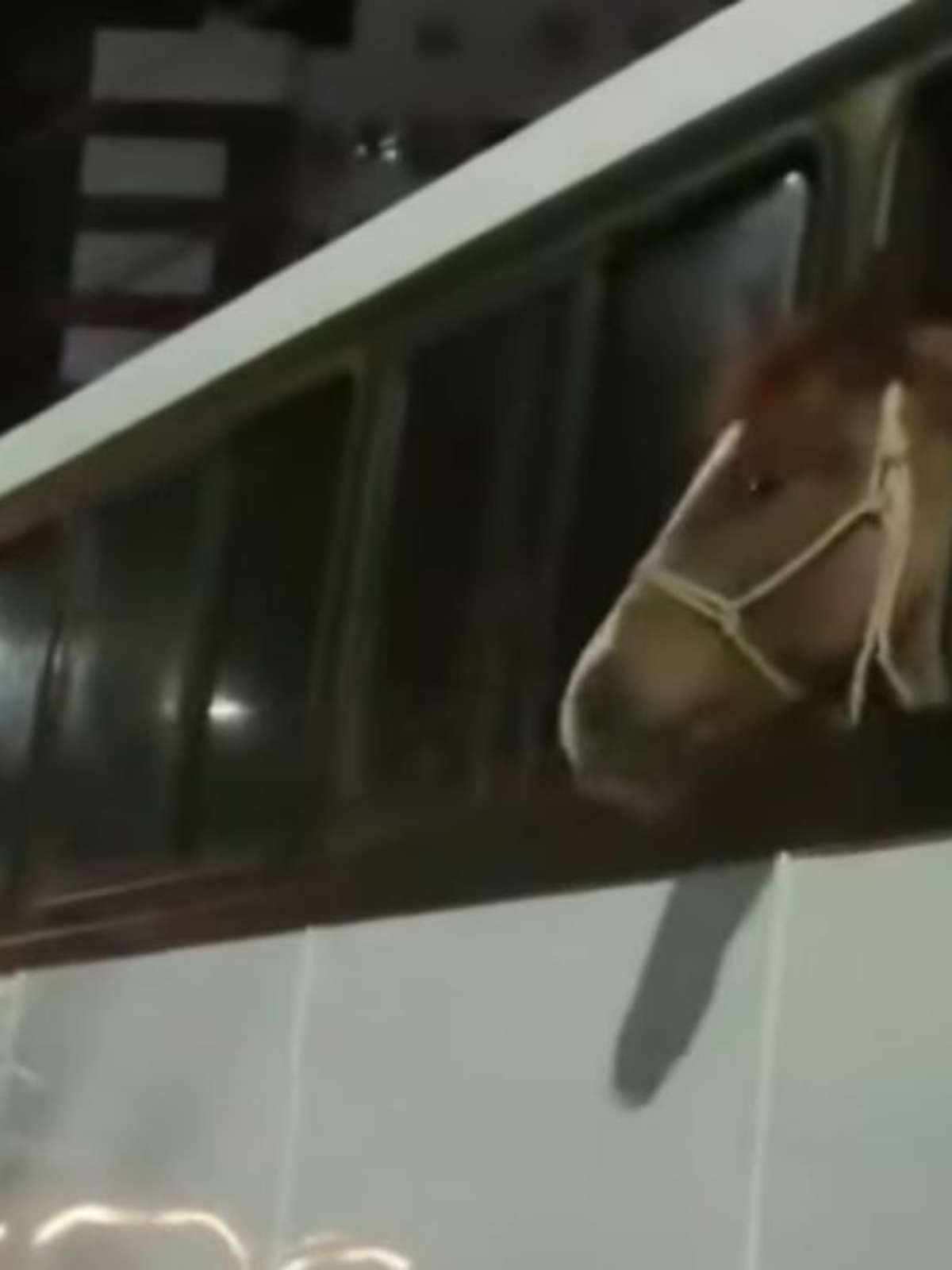 Vídeo: carroceiro é flagrado espancando cavalo com chicote no Guará