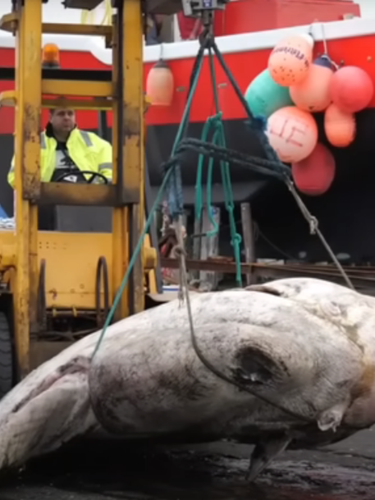 Peixe-lua de quase 3 toneladas quebra recorde de peixe ósseo mais pesado do  mundo