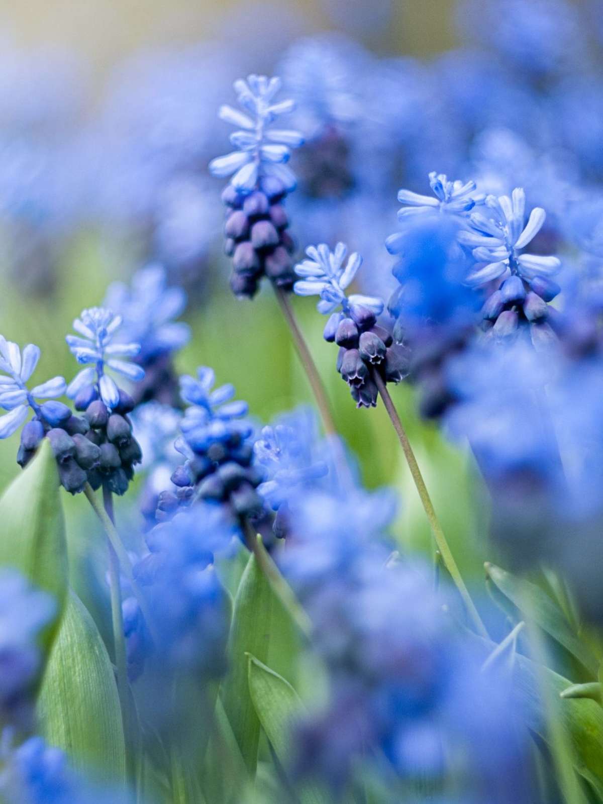 20 flores azuis que nem parecem de verdade