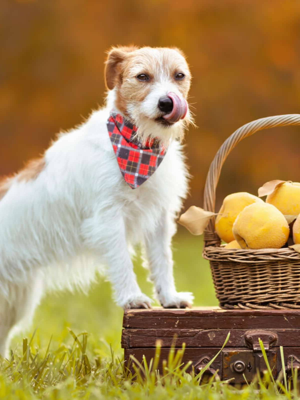 Cachorro pode comer damasco? Descubra!