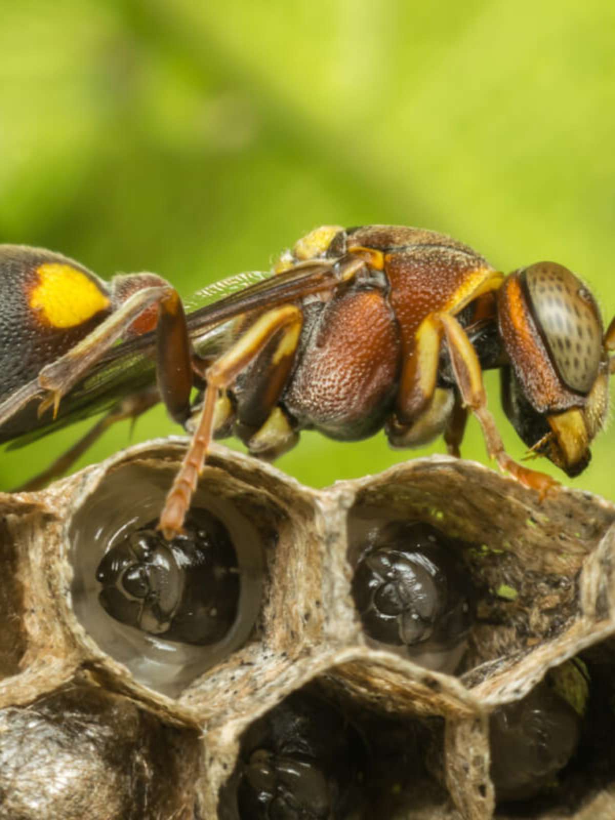 Conheça as características de cada reino biológico