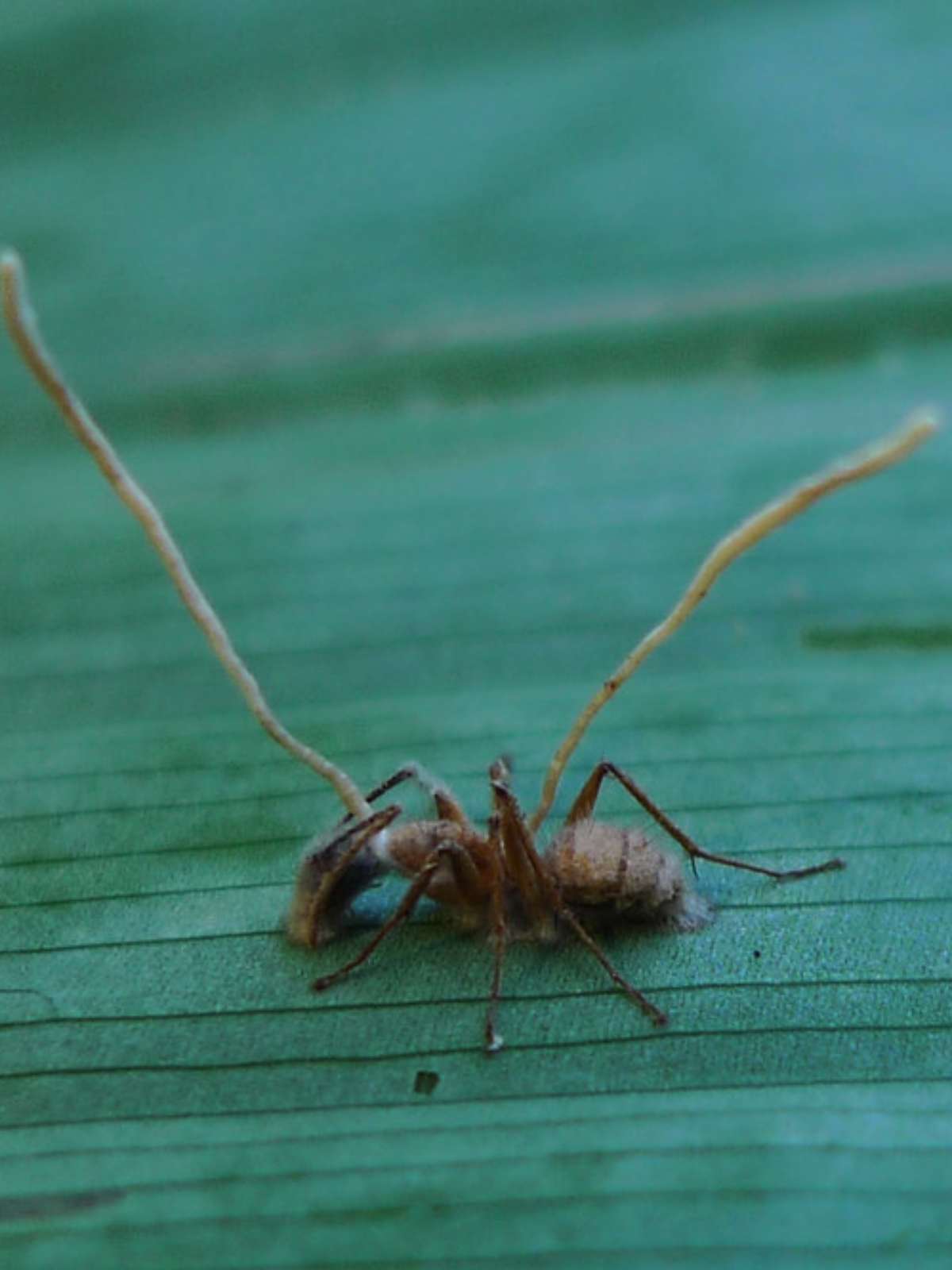 The Last of Us: Fungo Cordyceps é real e existe no Brasil