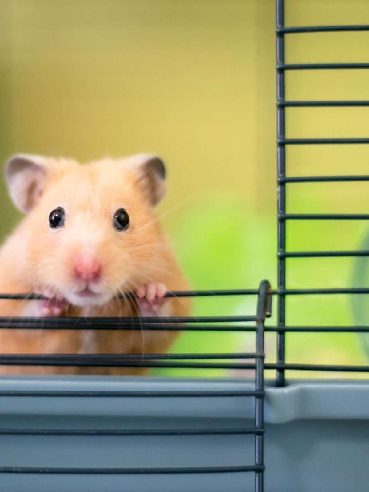 Um pequeno animal com um grande número de pequenos objetos em cima dele.