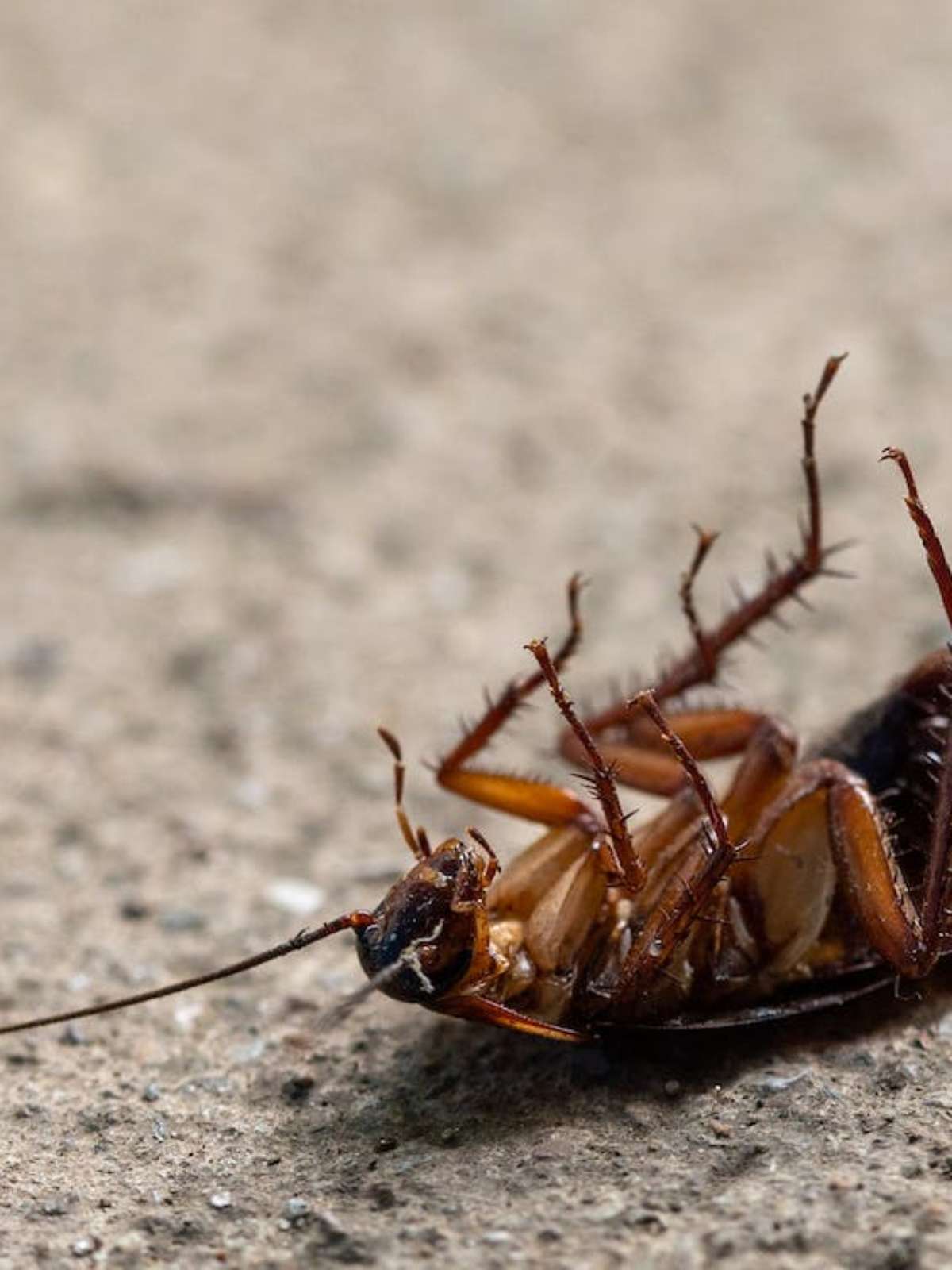 Pesticidas podem estar mudando forma de acasalamento das baratas