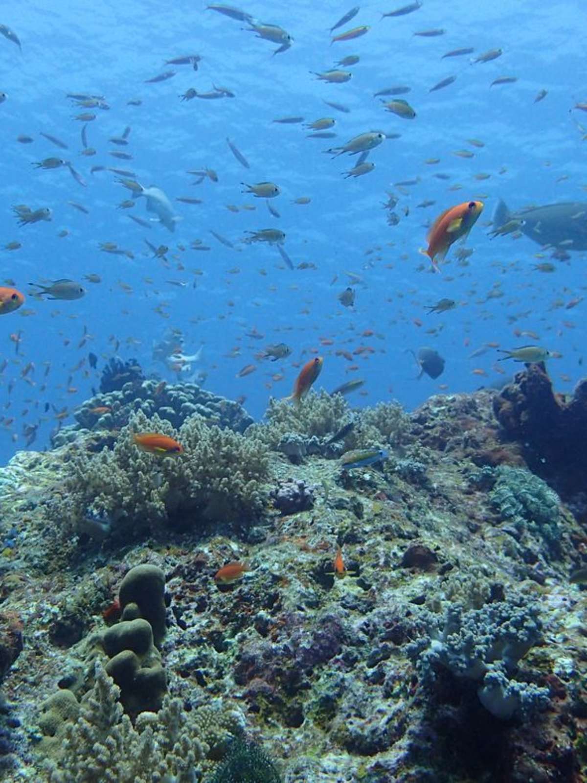 Quais são as chances de sobreviver em alto-mar depois de um acidente? -  Mega Curioso