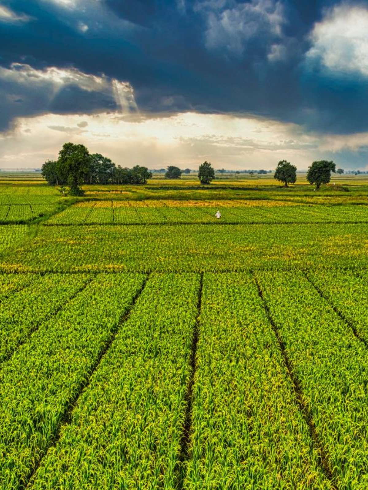 Clube Agro Brasil fecha o primeiro semestre de 2022 com um crescimento de  110% em acúmulo de pontos