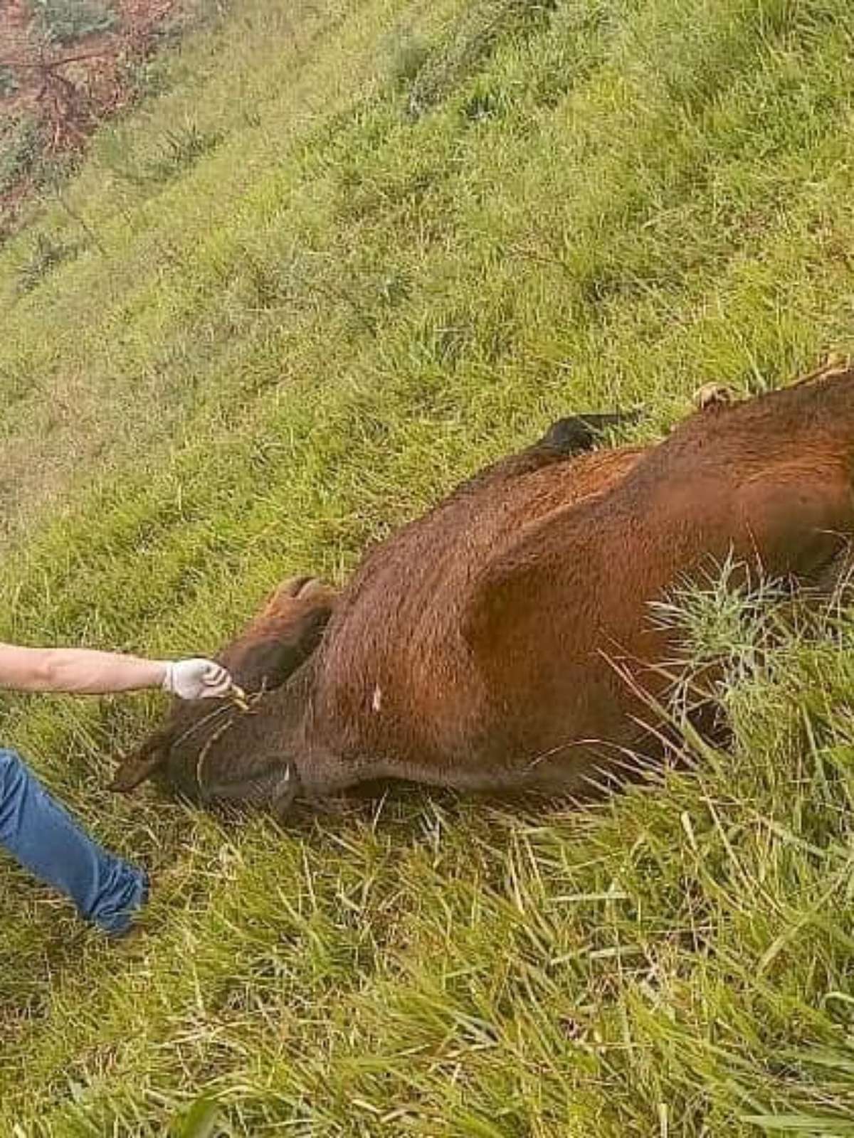 ENXAMES DE ABELHAS DEIXAM PESSOAS FERIDAS E MATA CAVALO EM GENERAL CARNEIRO  