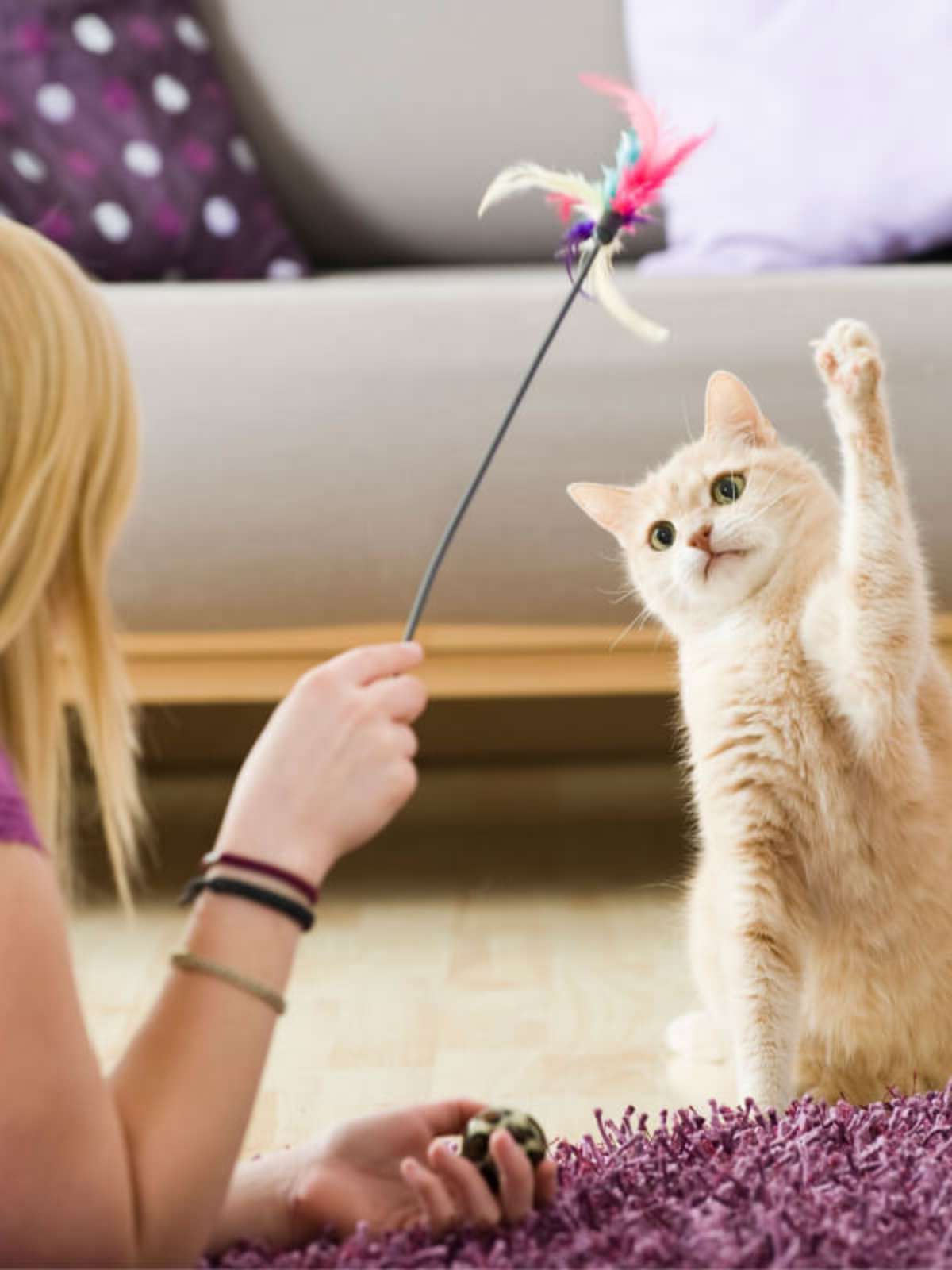 Brincadeiras para gatos: atividades para divertir o pet - Central Pet