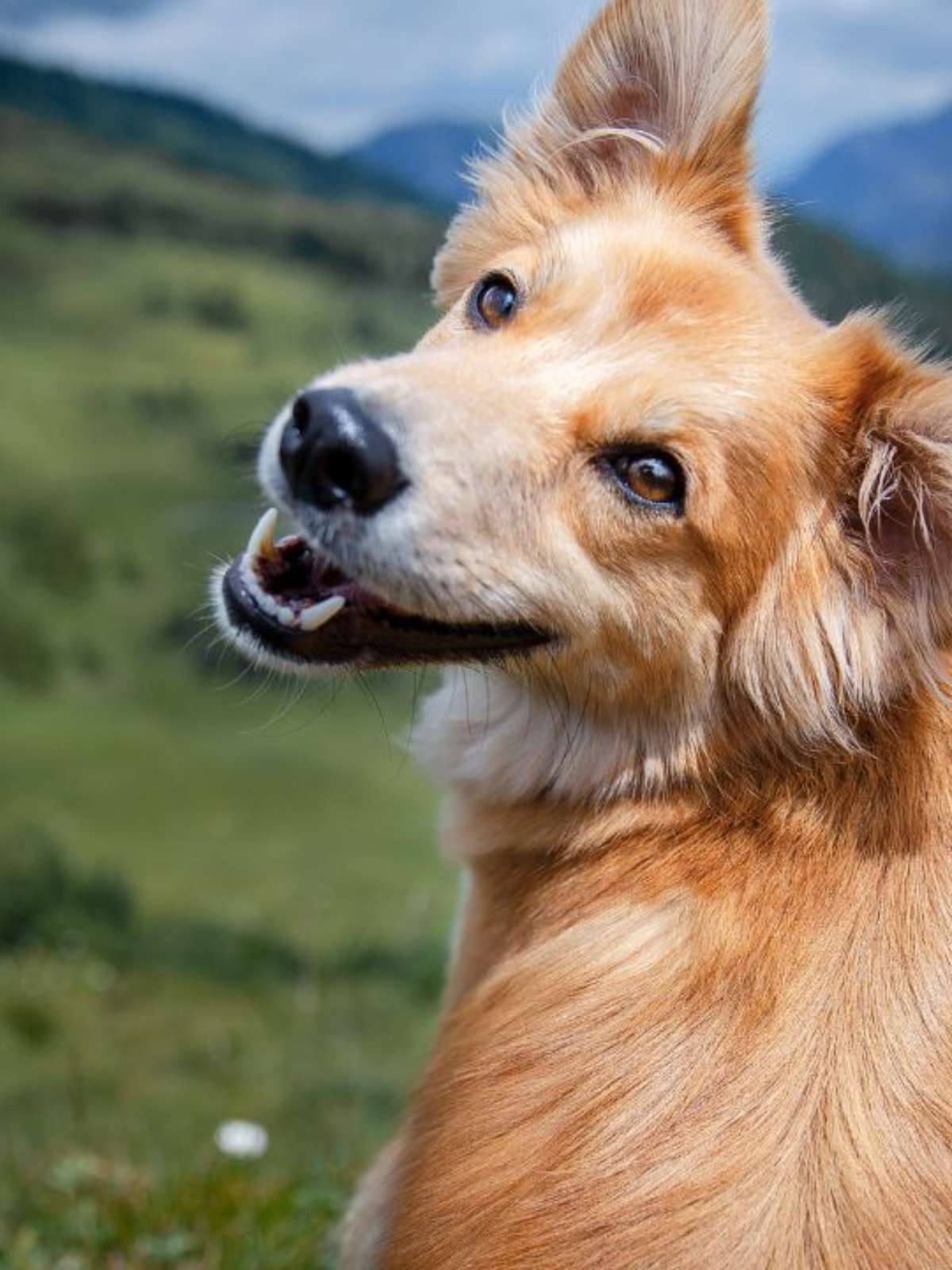 Sonhar com Cachorro: Veja Significados e Como Interpretar