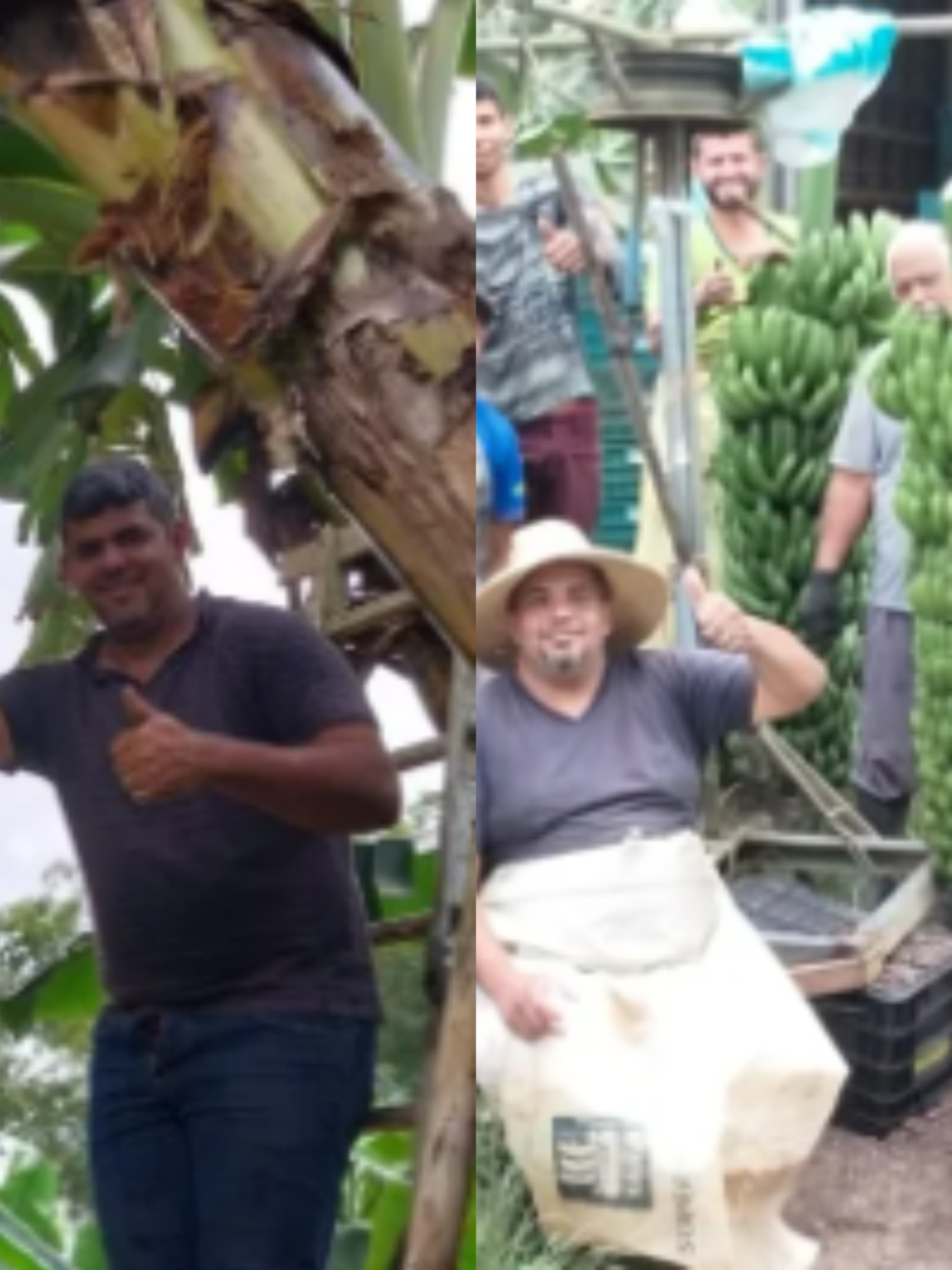 Cacho de banana gigante com mais de 90 kg é colhido no interior de SP;  VÍDEO, Santos e Região