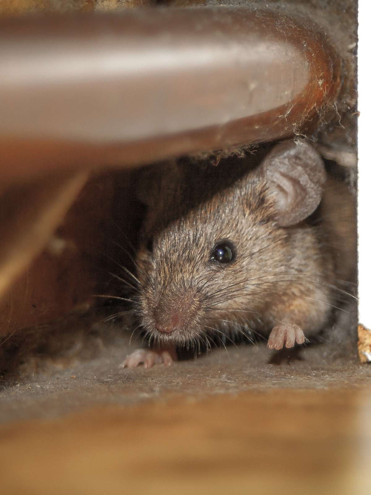 Rato no banheiro sobe na perna da pessoa