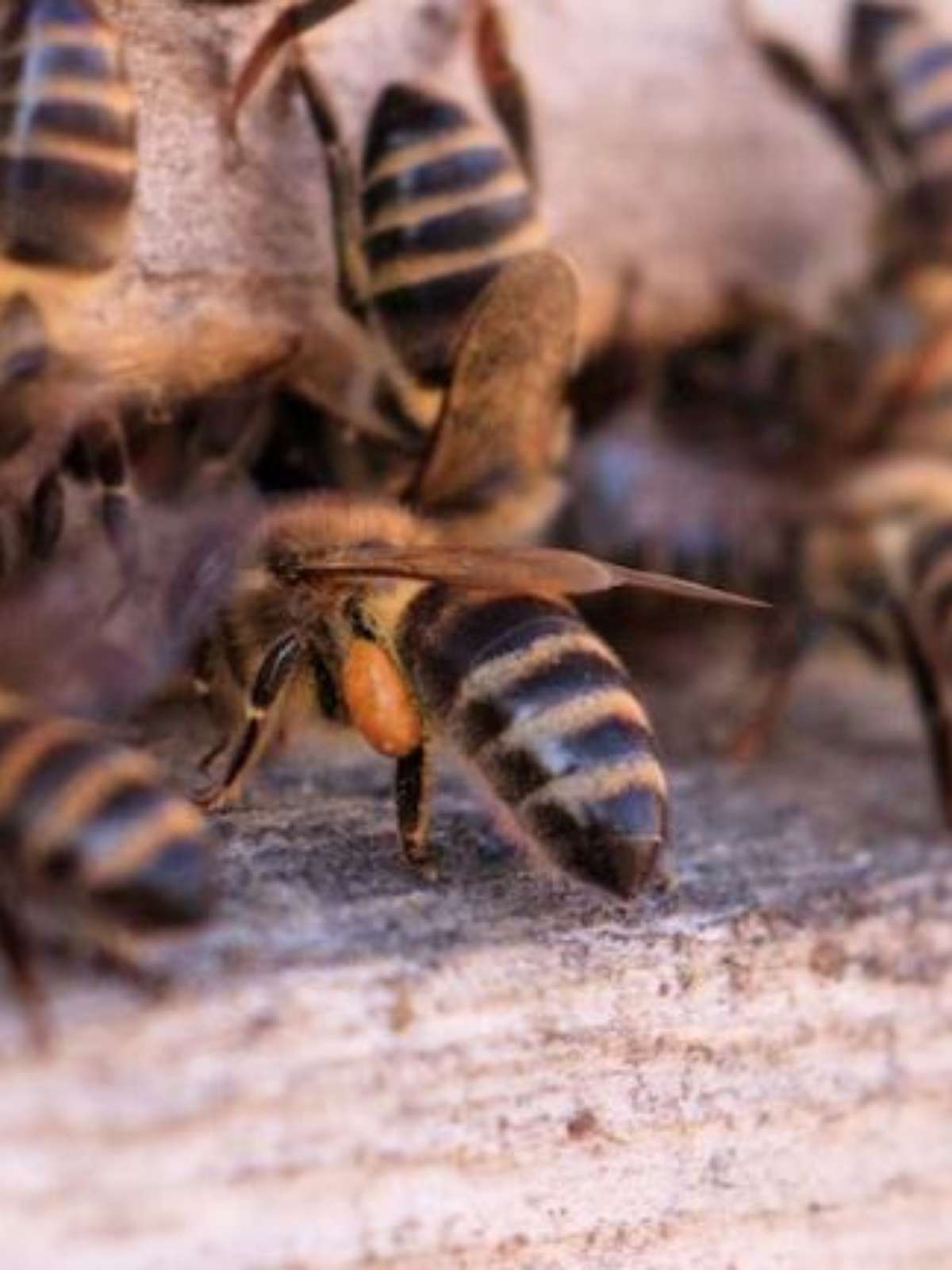 Enxame de abelhas deixa pessoas feridas e mata cavalo em Rio Pardo, Rio  Grande do Sul