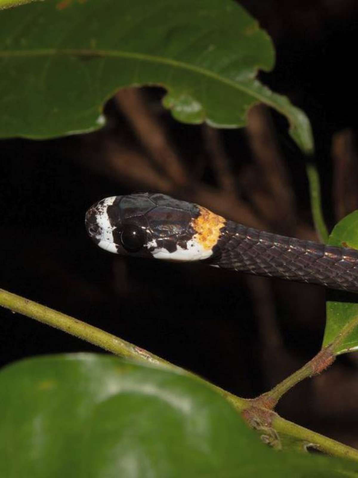 Cobras escutam e reagem aos sons, sugere estudo da Austrália - Giz Brasil