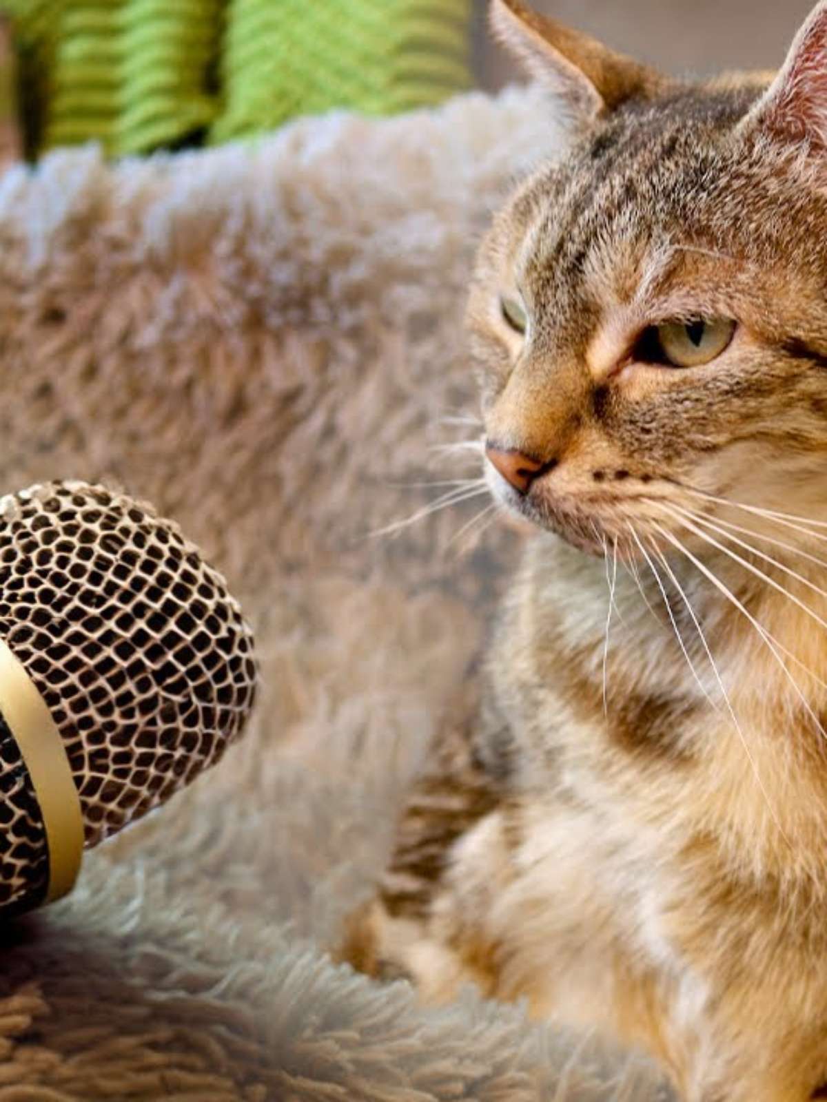 Gato mais raro do mundo pode custar quase R$ 80 mil - Mega Curioso