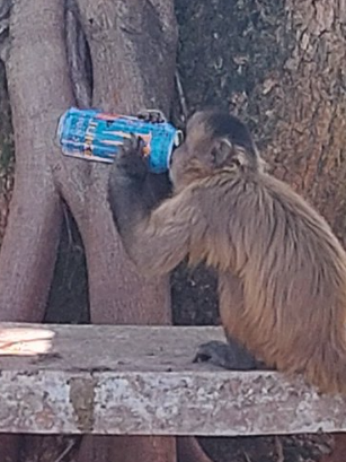 Vida Nova FM - Macacos são flagrados bebendo cerveja e fumando em
