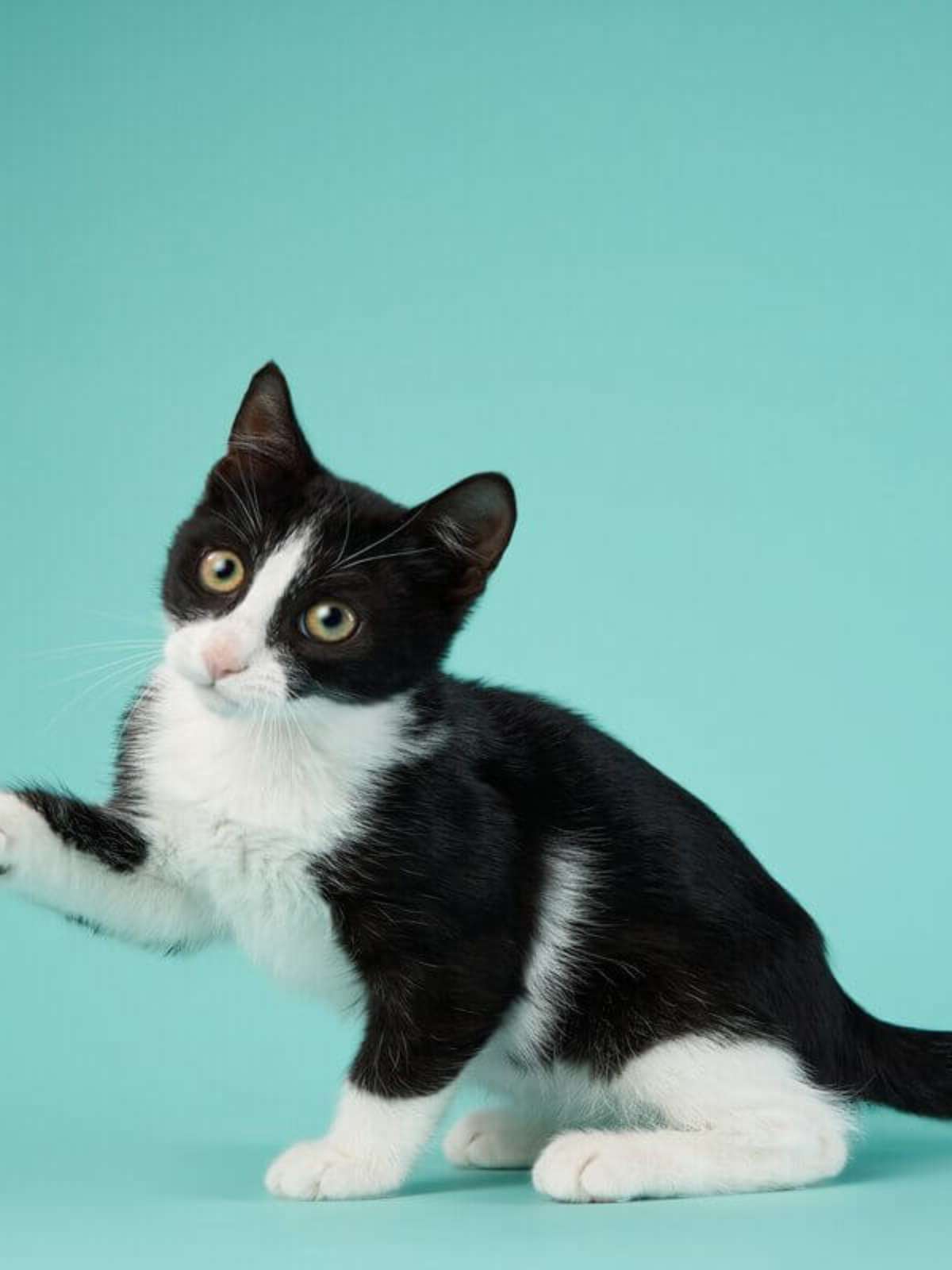 10 ideias de nomes para gatos preto e branco