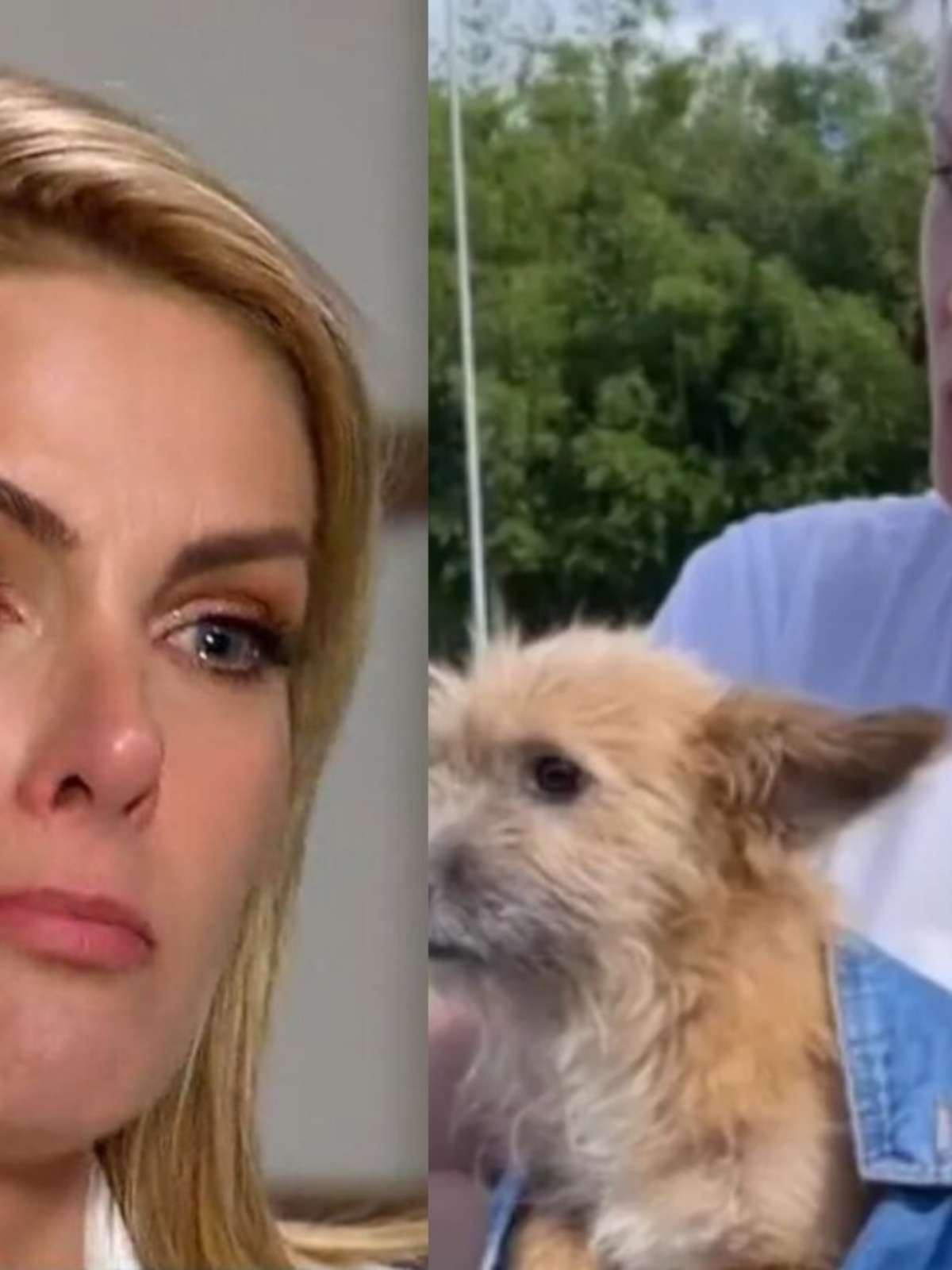 Cachorro de Ana Hickmann que a defendeu de Alexandre Correa, Joaquim foi  parar na família contra vontade do empresário