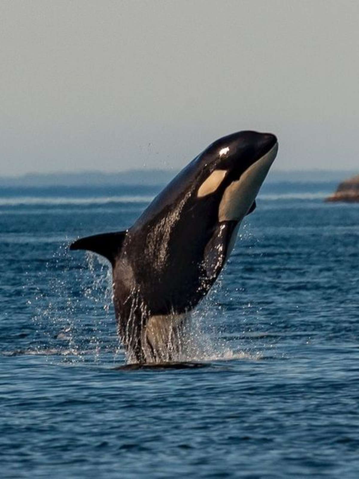 Orca é baleia ou golfinho? Entenda a diferença