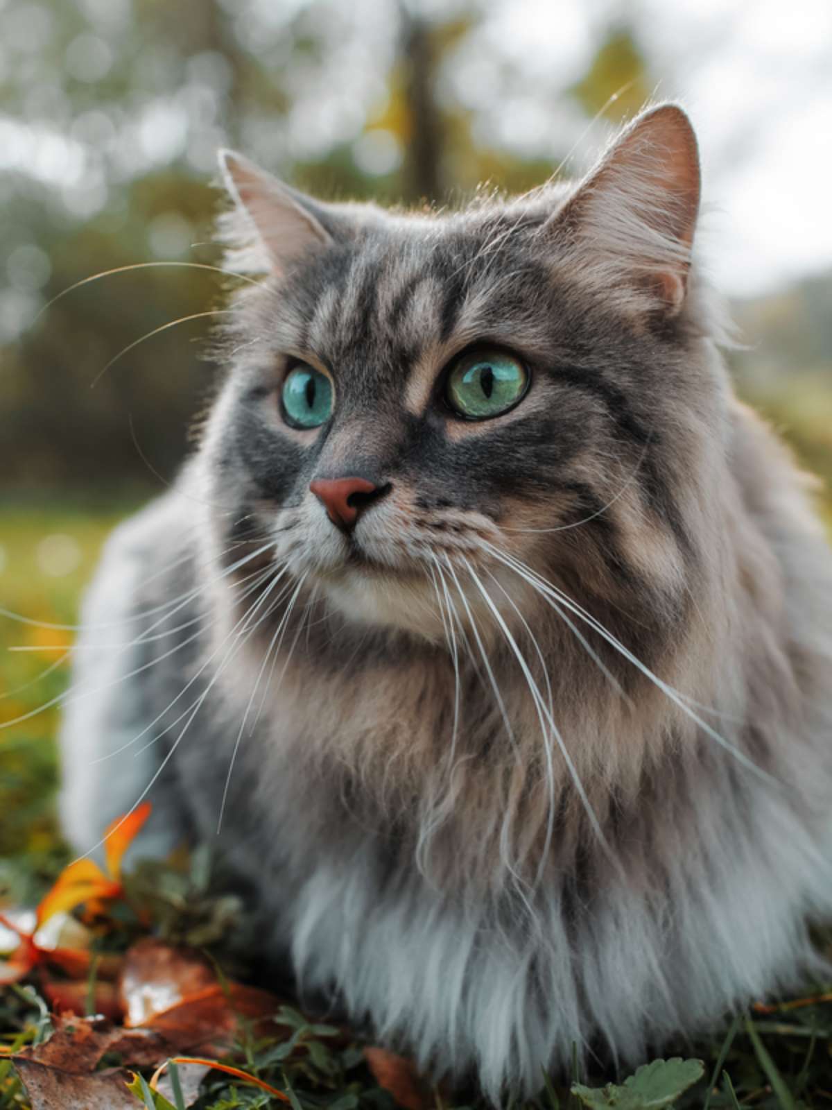 Nomes de gato cinza: nomes incríveis para os felinos