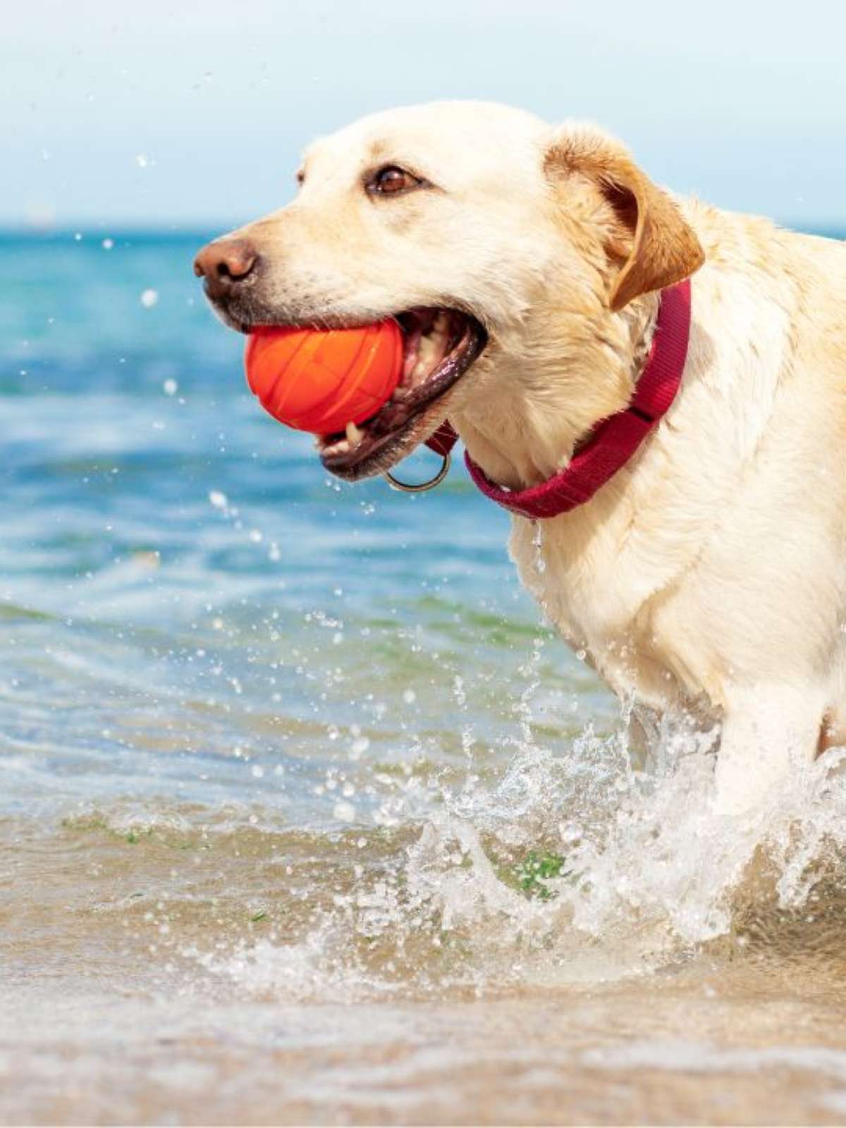 Praia com cachorro: 7 maiores questões respondidas