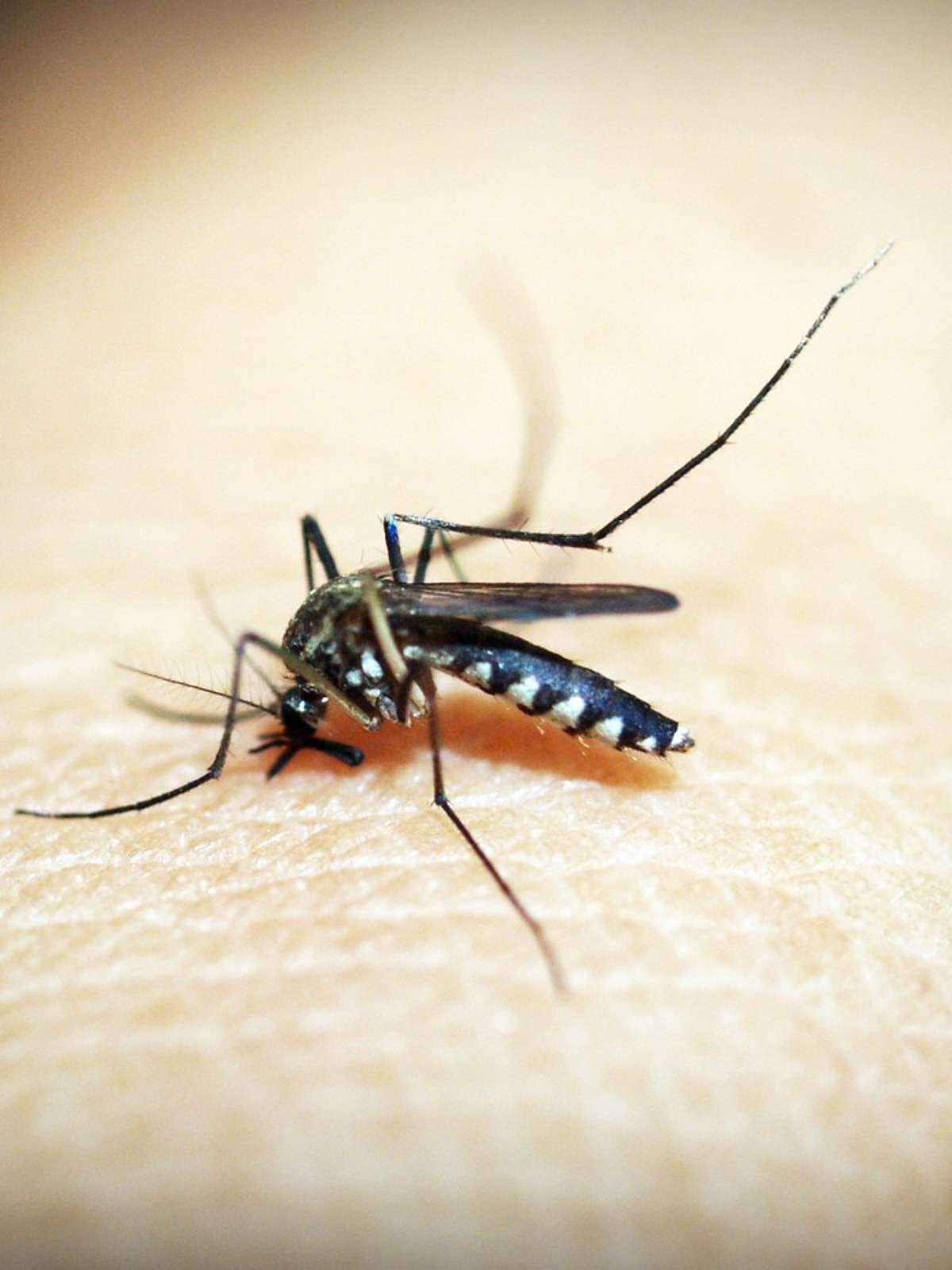 Mitos e verdades sobre dengue: o mosquito pica mais de dia? Ele tem cor  diferente?