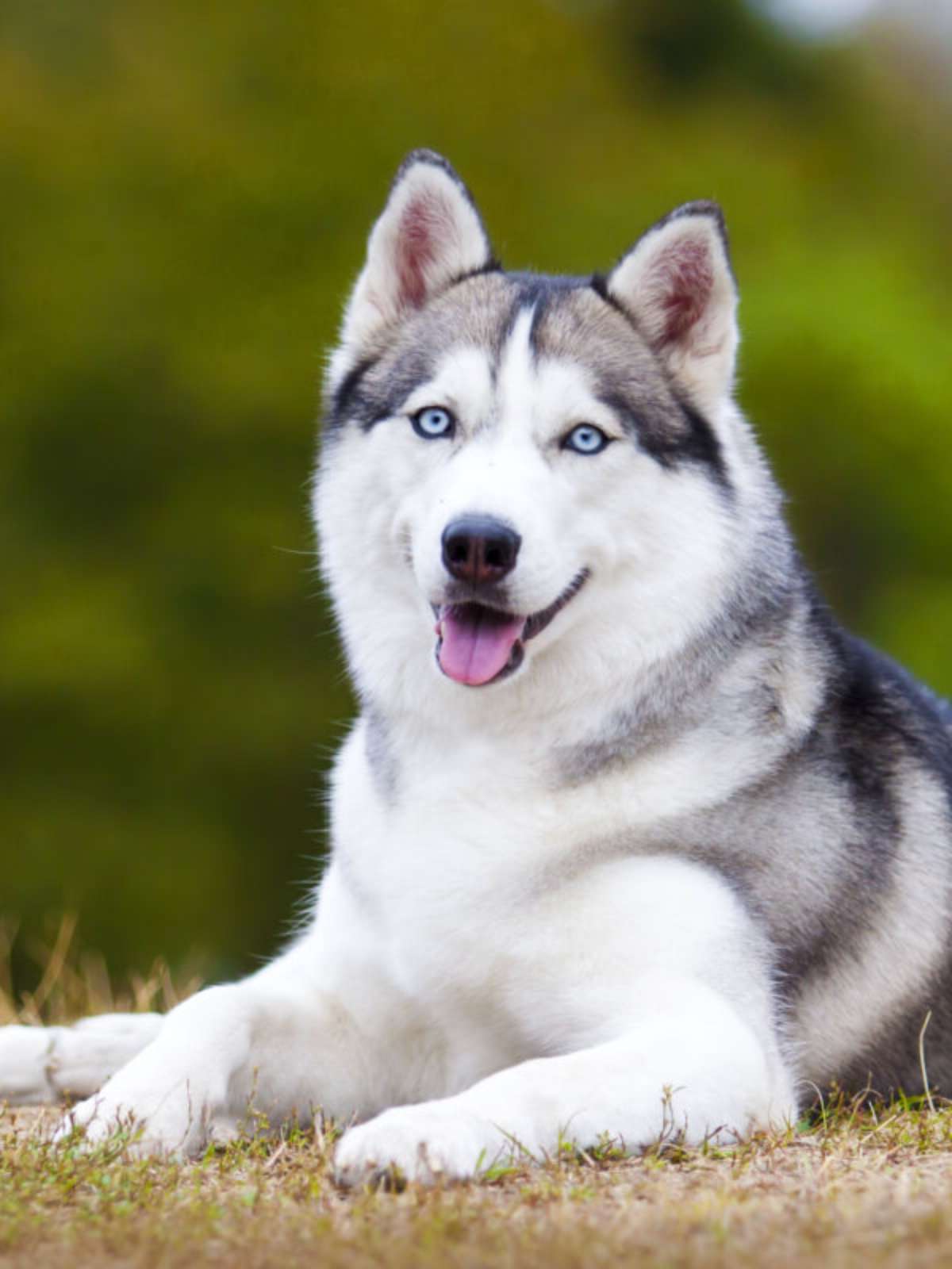 4 características do cachorro da raça husky siberiano