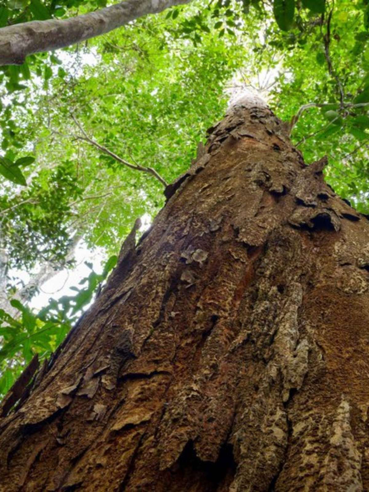 Pau-brasil: a história de exploração da árvore que batizou o país