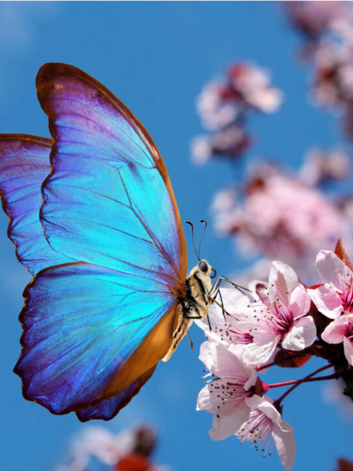 Significado de sonhar com borboleta: veja quais são