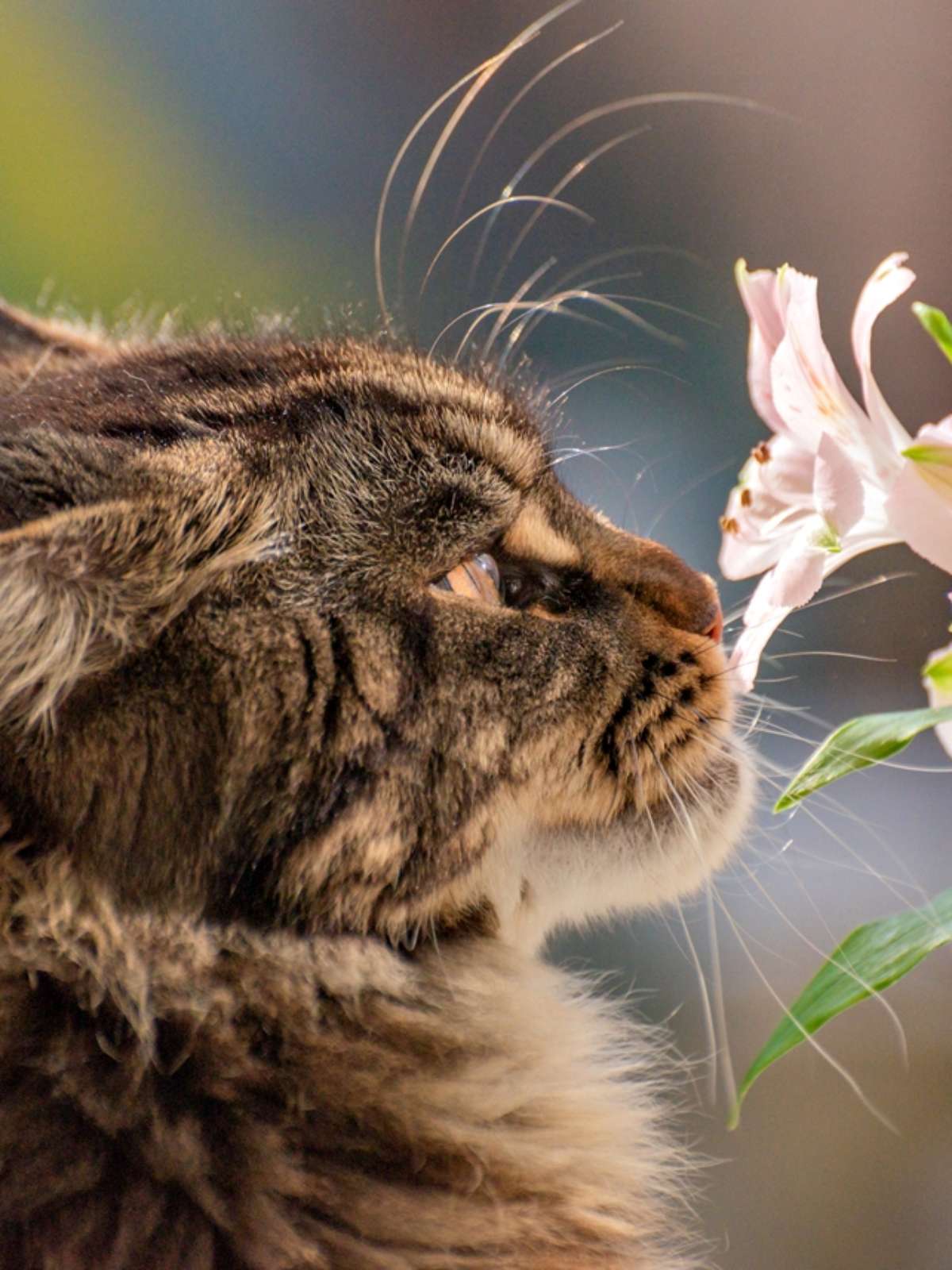 Plantas e pets - uma relação muito perigosa