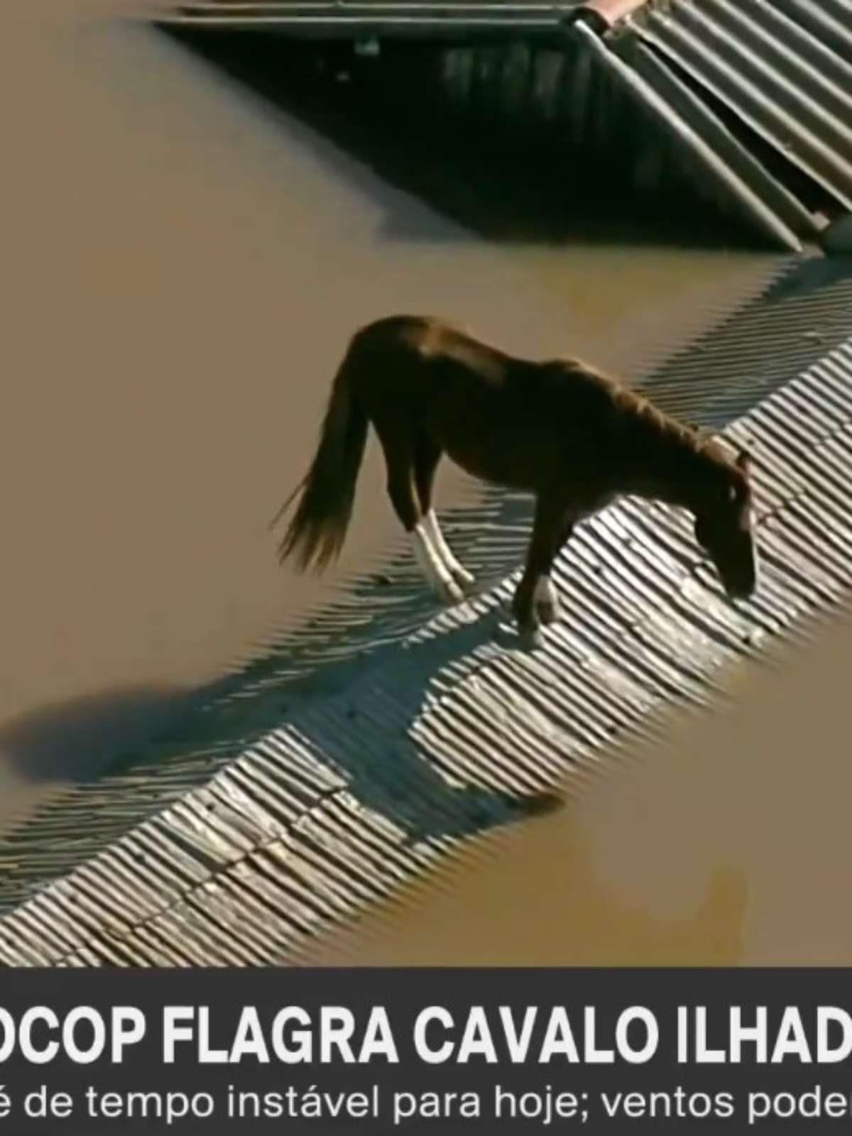 TV flagra cavalo ilhado em telhado de casa no Rio Grande do Sul