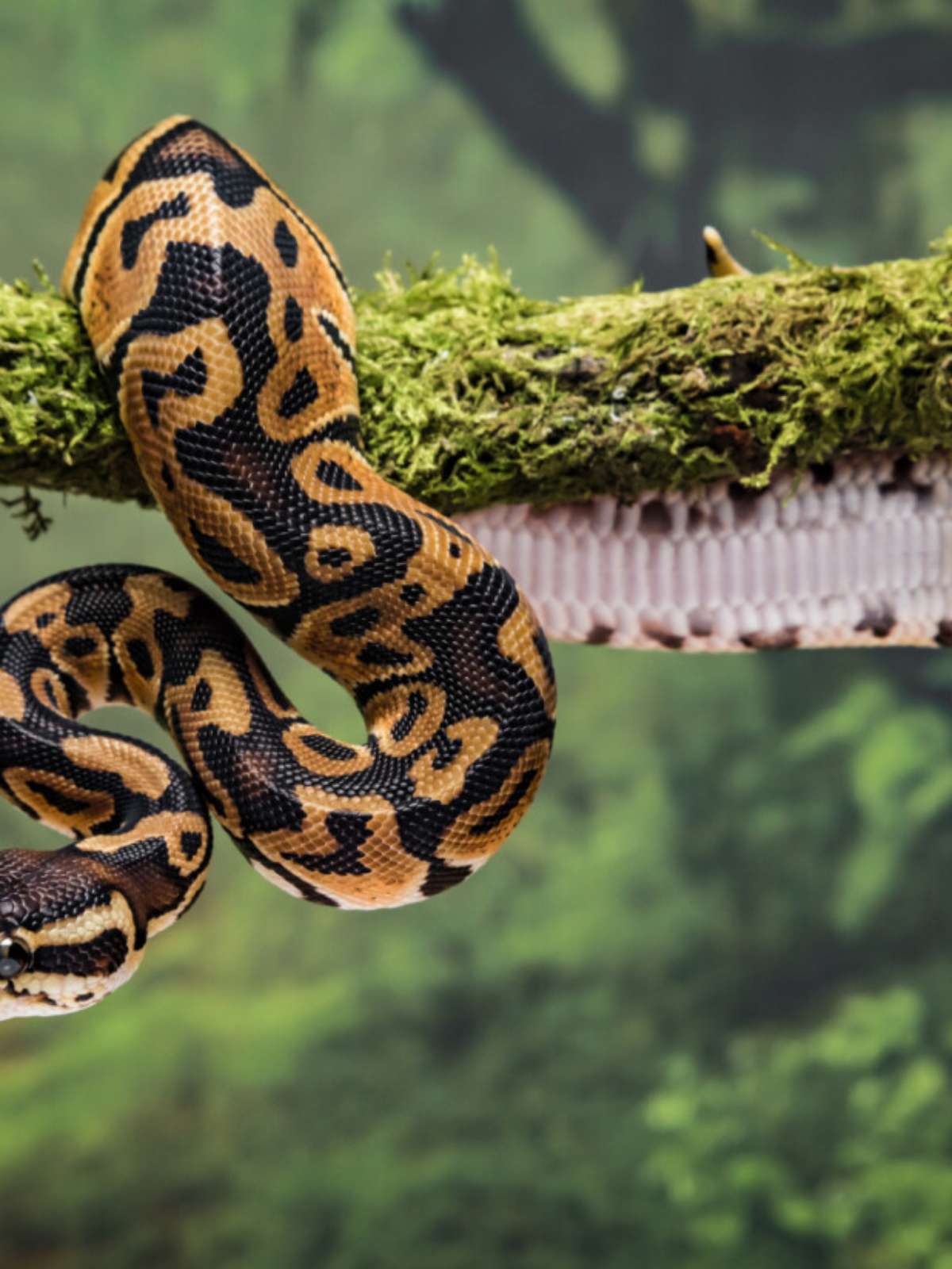 Você sabe o que significa sonhar com cobra? Descubra🍔 Conheça as