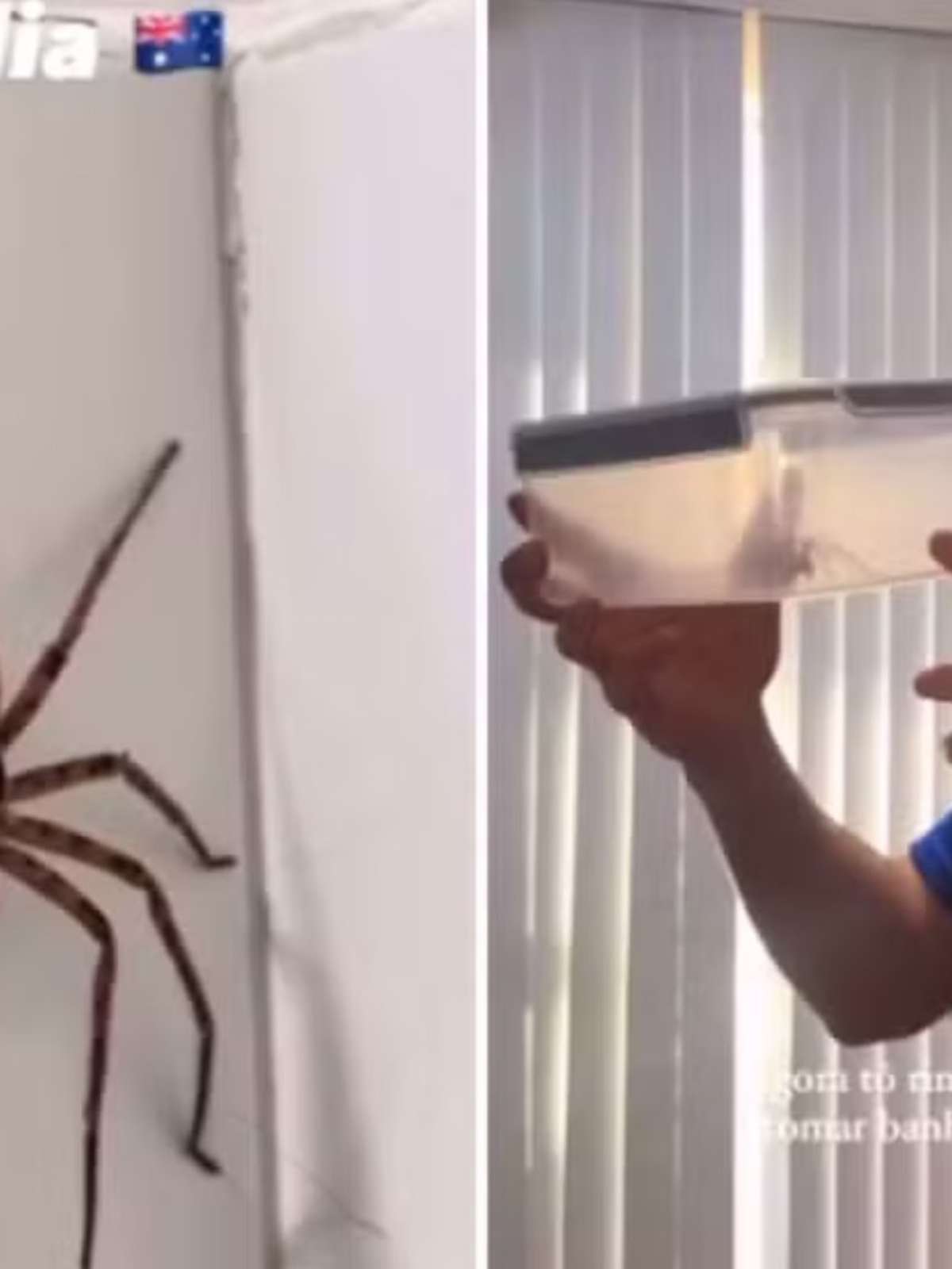 Um 'gigante' dentro de casa: Brasileiros acham aranha em banheiro na Austrália