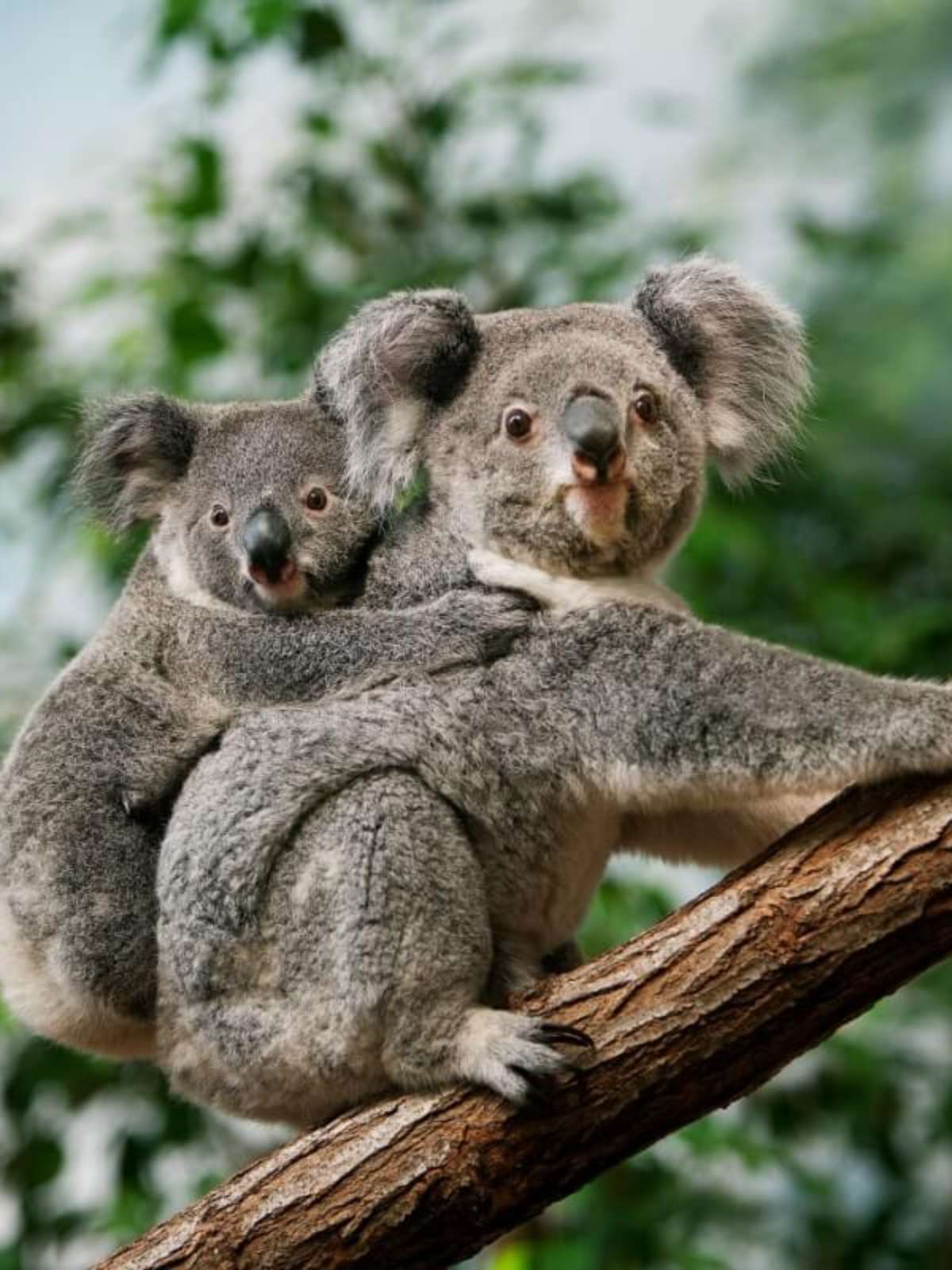 Os Animais Mais Fofos Do Mundo 5 Dos Animais Mais Fofos Do Mundo Que