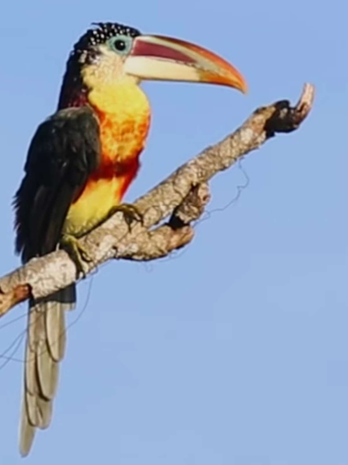 https://p2.trrsf.com/image/fget/cf/1200/1600/middle/images.terra.com/2026/03/08/2049329093-aracari-mulato-reproducao-02jpg.jpeg