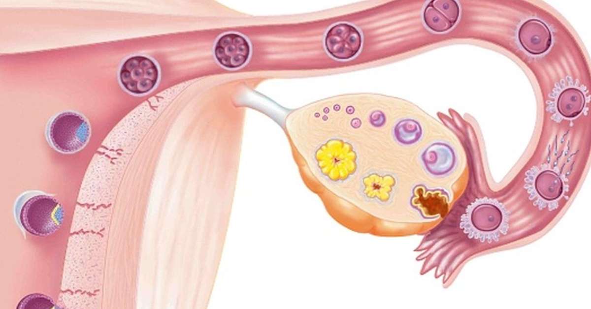Qual A Maior Celula Do Corpo Humano - FDPLEARN