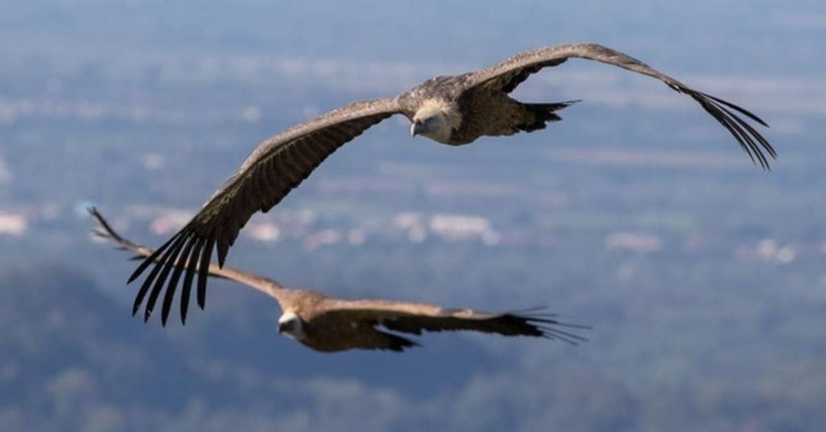 Veja espécies de pássaros que conseguem