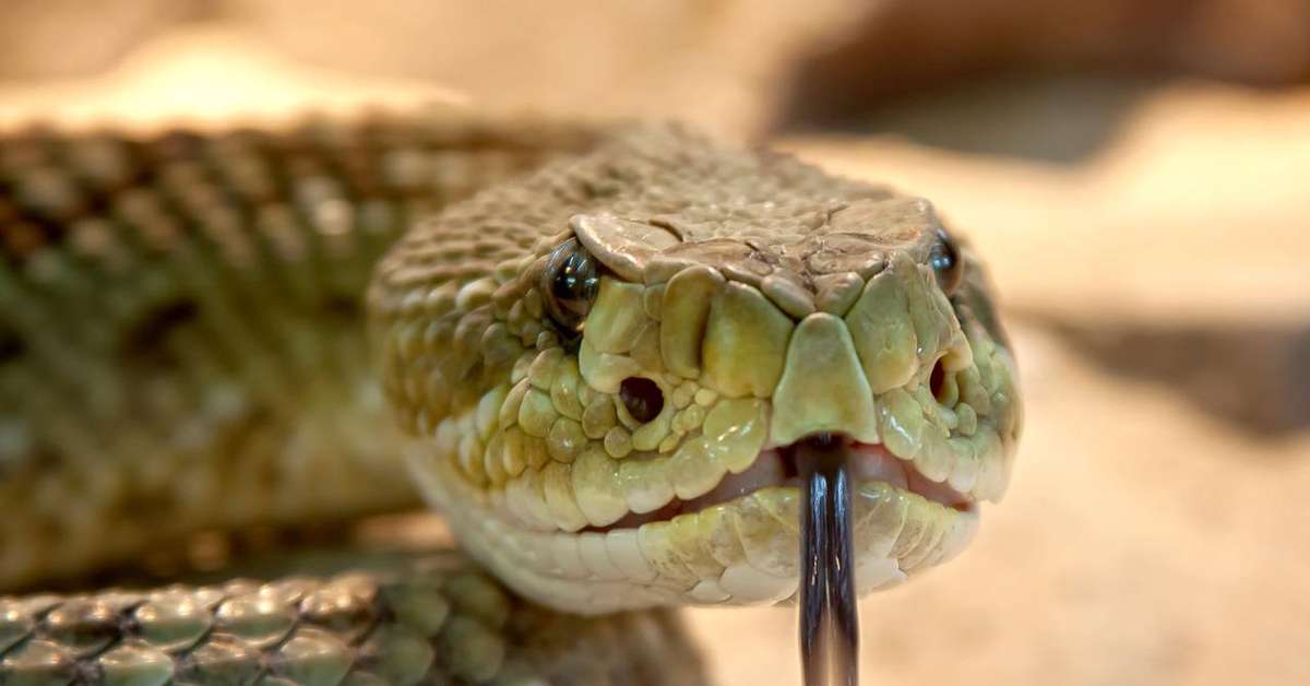 Serpente mais mortal da Austrália é encontrada no quarto de