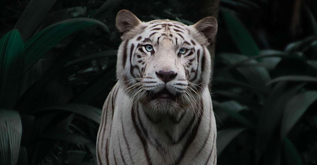 Conheça os animais mais bonitos do mundo