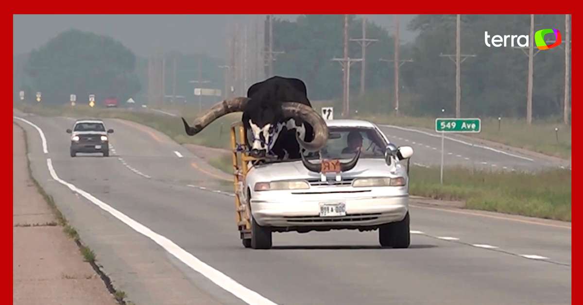 Motorista carrega touro no banco do passageiro nos EUA Parado pela polícia Terra