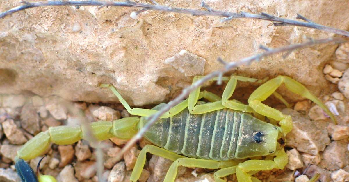Escorpião mais venenoso do mundo vive no Oriente Médio; conheça