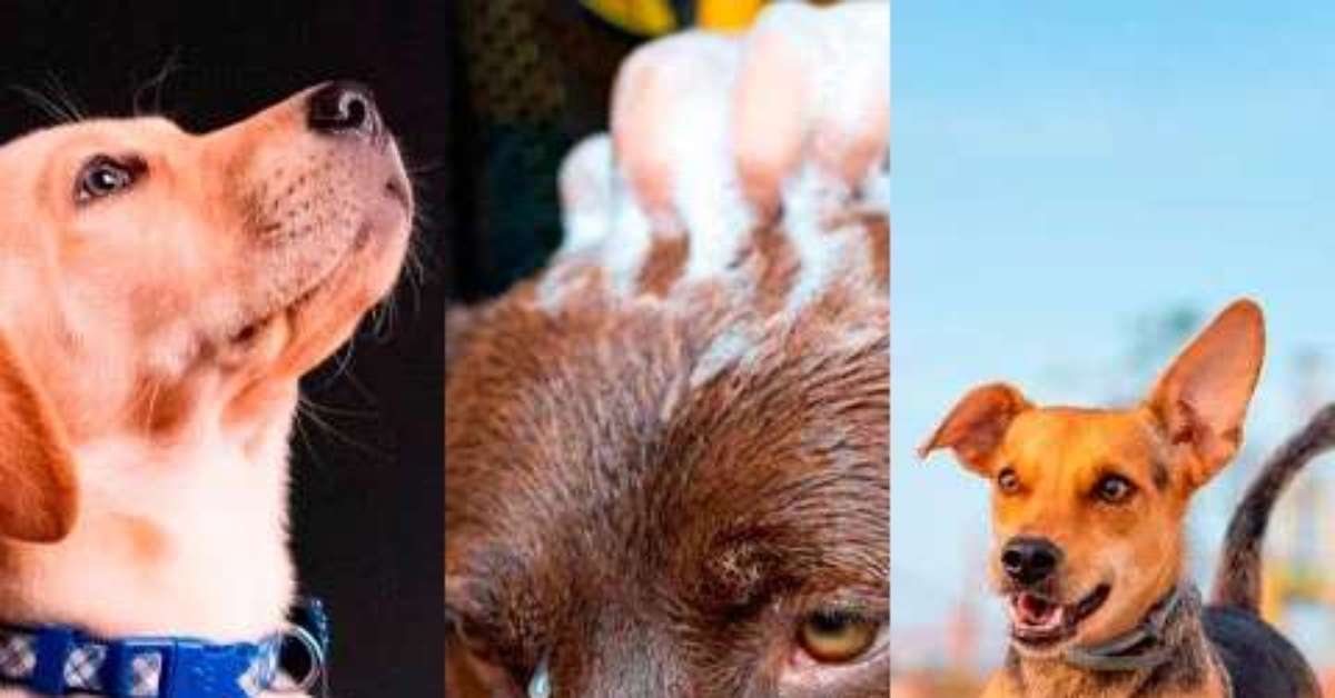 Estratégias para deixar seu cachorro saudável e feliz!