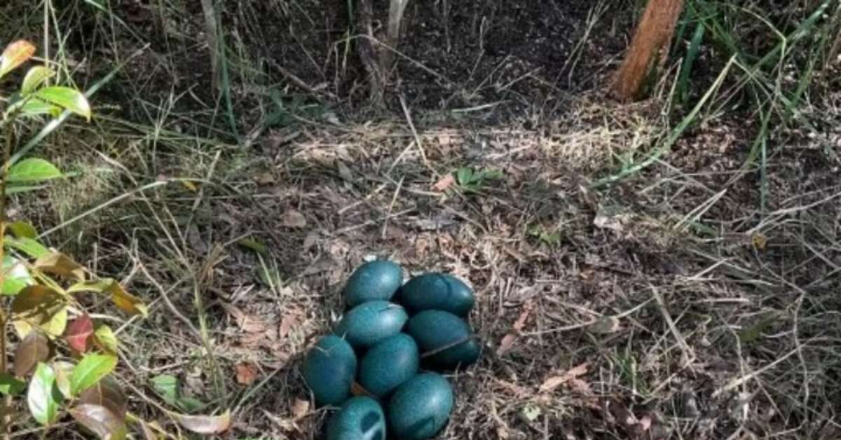 Cientistas encontram ninho de ave rara que põe ovos azuis