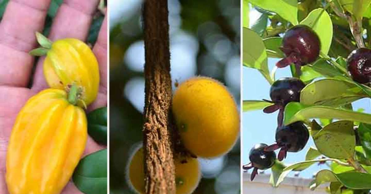 Suculência e frescor das frutas típicas da Mata Atlântica