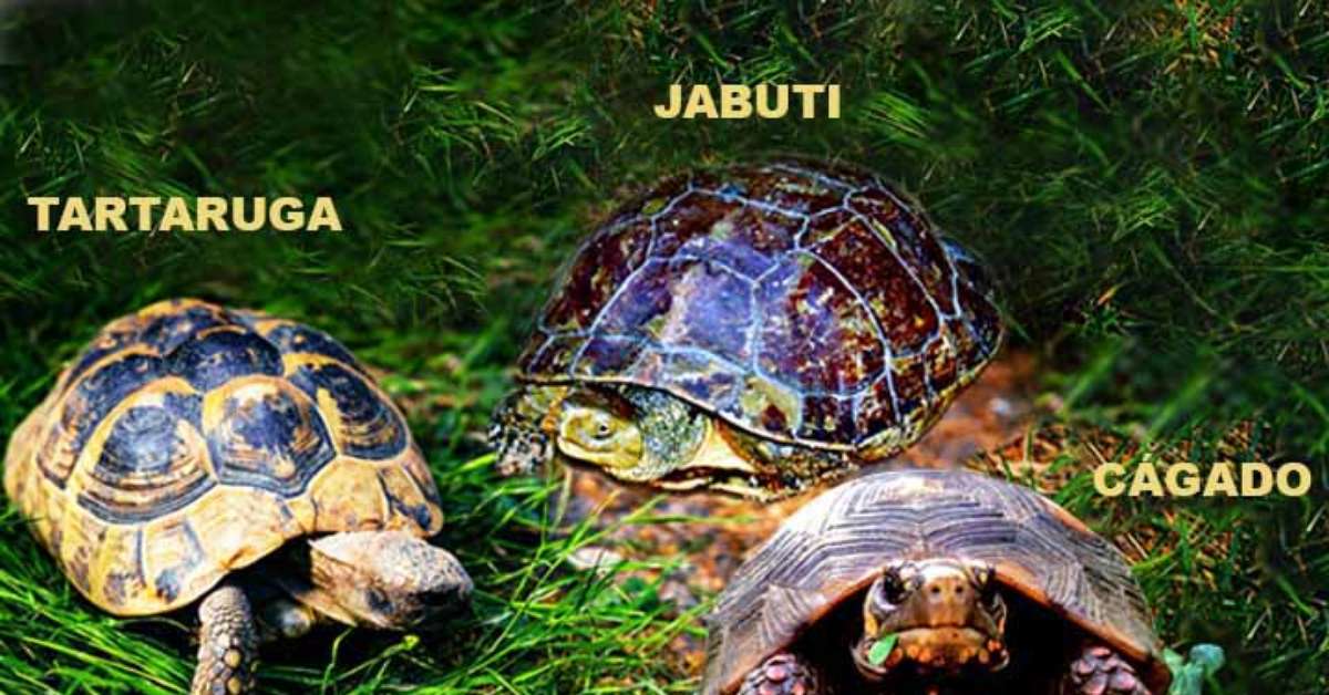 Entenda as diferenças entre tartarugas, jabutis e cágados