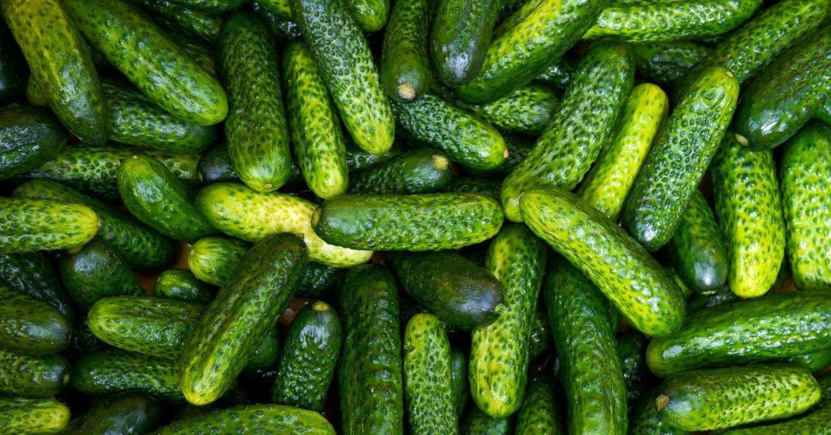 Importante na dieta, saiba mais sobre o pepino, que tem baixas calorias e traz benefícios para a saúde