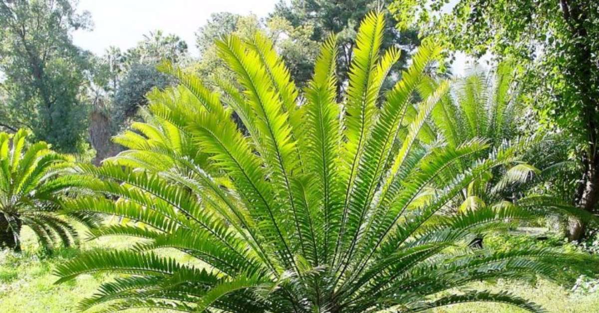 Planta é chamada de 'solitária' porque só restaram machos da espécie