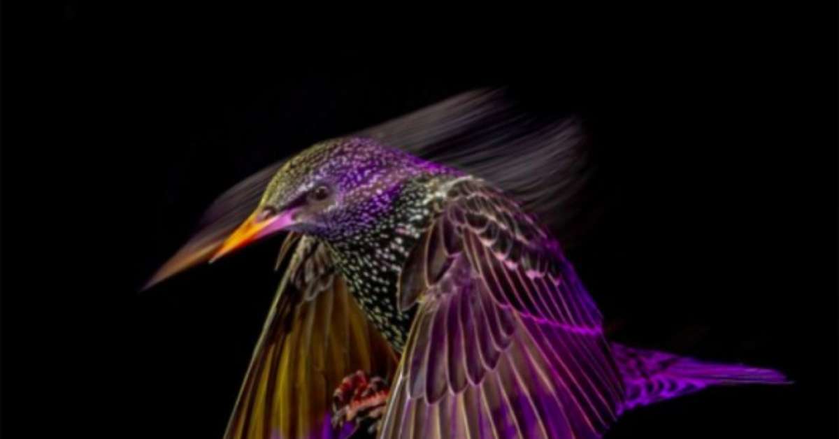 Momentos Selvagens e Excepcionais: Descubra os Vencedores do British Wildlife Photography Awards 2025