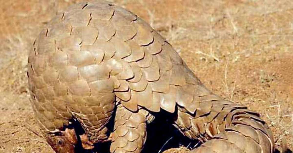 Pyndolin Rows O drama dos pangolins: espécie pouco conhecida é alvo de tráfico