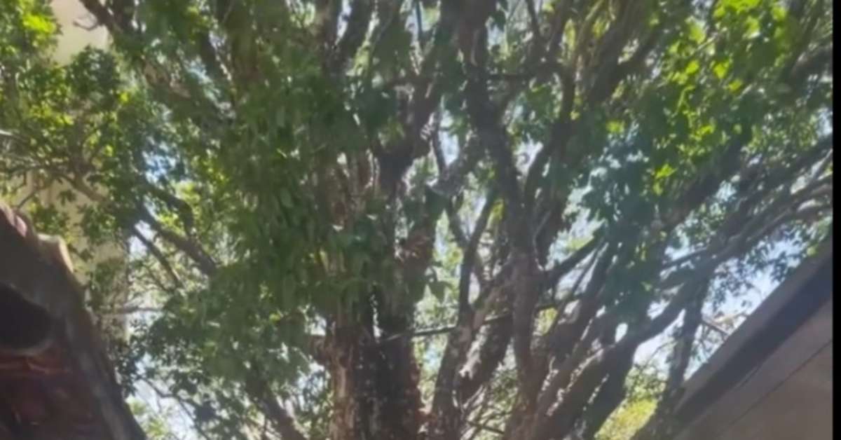 Brasil tem maior pomar de jabuticaba do mundo